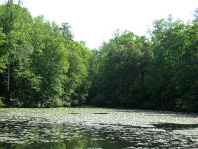 Allison's Woods 002.jpg