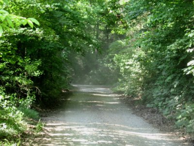 Allison's Woods 013.jpg