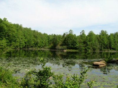 Allison's Woods 001.jpg