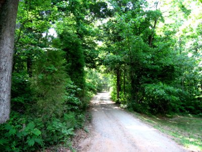 Allison's Woods 016.jpg