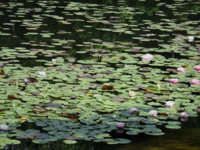 Allison's Woods 006.jpg