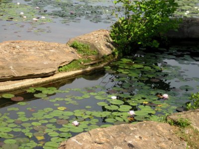 Allison's Woods 004.jpg