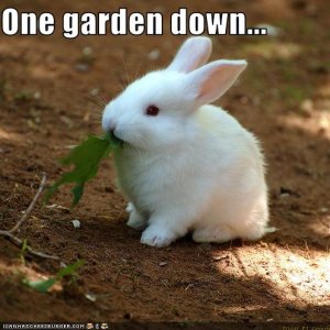 funny-pictures-bunny-eats-gardens.jpg