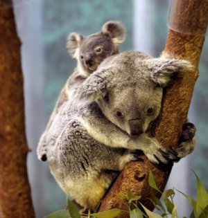 koala-cub-and-mom-477x500.jpg