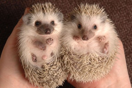 Hedgehog Brothers II.jpg