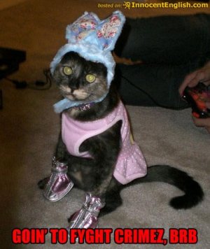 cute-kitty-funny-costume.jpg