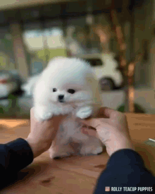 puppy-pomeranian.gif