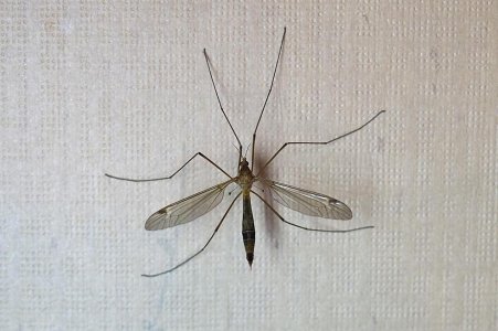 Crane-Fly.jpg