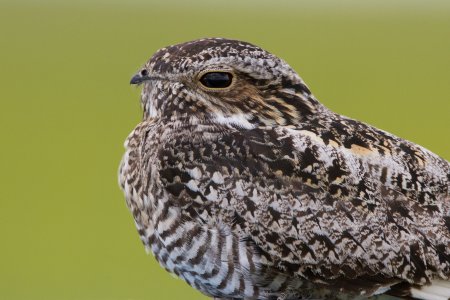 a1_5317_2_common_nighthawk_connor_charchuk_adult.jpg