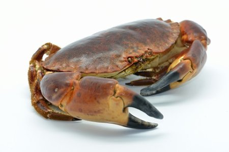 Rock20Crab20481.jpg