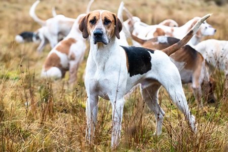 English-Foxhound-standing-in-a-field.jpg