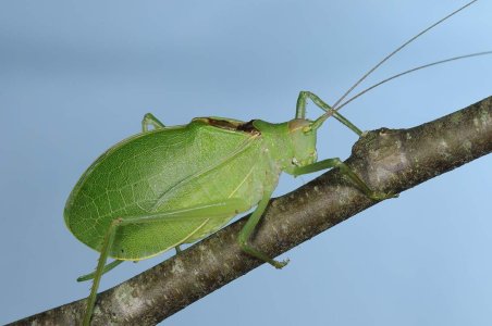 true-katydid.jpg