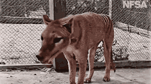 thylacine-animal.gif