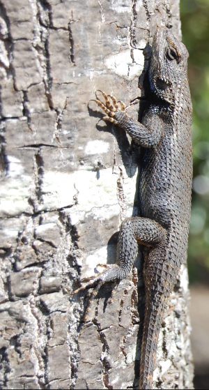 Eastern_Fence_Lizard_03-20-08.png