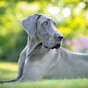 Great Dane1.jpg