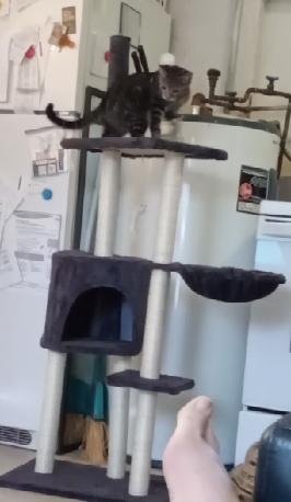 cat tree 007.jpg