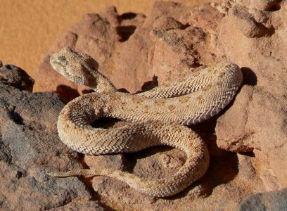 Die Wüste lebt II.jpg