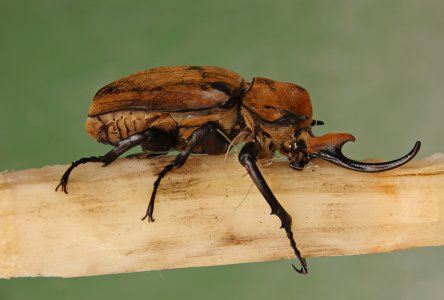 Elephant_Beetle_Megasoma_elephas_Male_Side_2699px.jpg