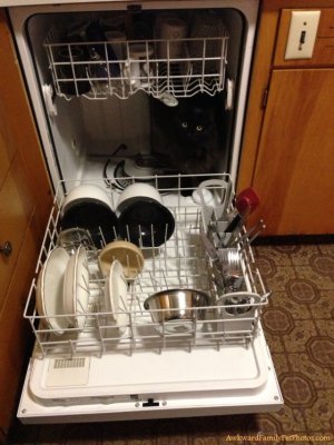 cat find 1257120703.jpg