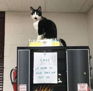 tumblr_d45284136db02ec6b71d3439da561210_bf8bc8b9_640 copy.jpg