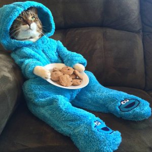 cookiecat.jpg