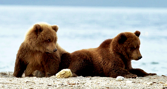 BearCubs.gif