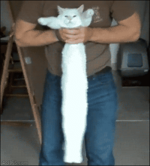 LongPussy.gif