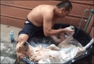 Dog Bath.gif