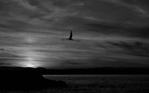 sunset bird at scurdie ness 02sml.jpg