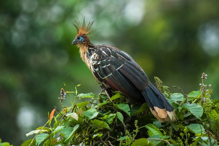 Hoatzin_-_Manu_NP_-_Perù_9203_(15525812066).jpg