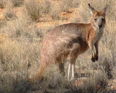 Macropus_robustus2.jpg