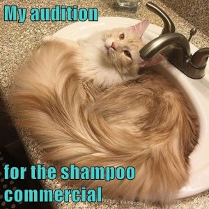funny-cat-meme-of-sink-cat-ready-for-shampoo-commercial-audition.jpg