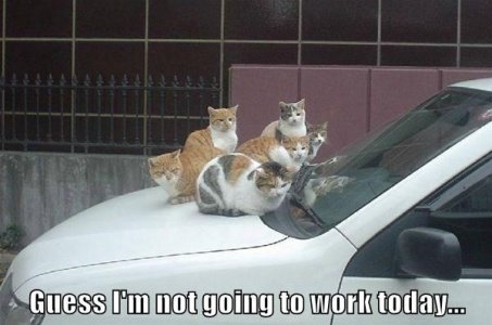 funny-picture-too-many-cats-to-go-to-work-today.jpg