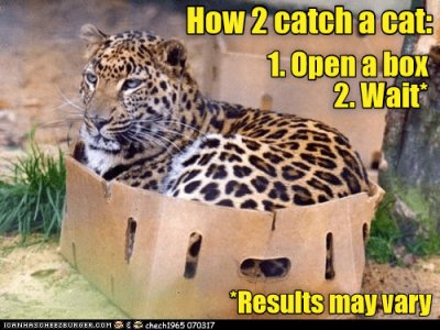 meme-of-funny-picture-of-a-big-cat-in-a-box-like-he-some-kind-of-house-cat.jpg