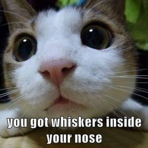 whiskers inside nose.jpg