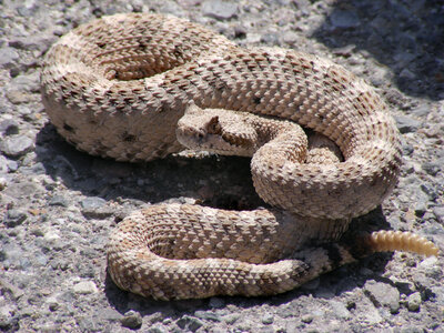 Crotalus_cerastes_mesquite_springs_CA-2.jpg