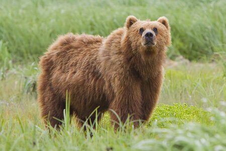 1200px-2010-kodiak-bear-1.jpg