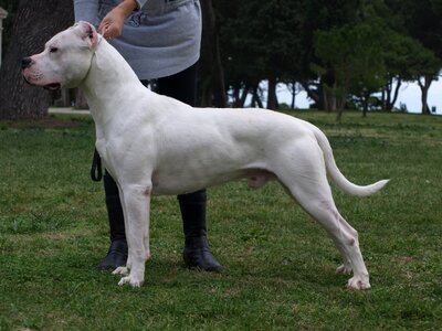 0Dogo-argentino-22122251920.jpg