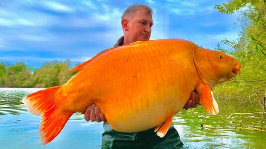 skynews-giant-goldfish-carp_5974274.jpg