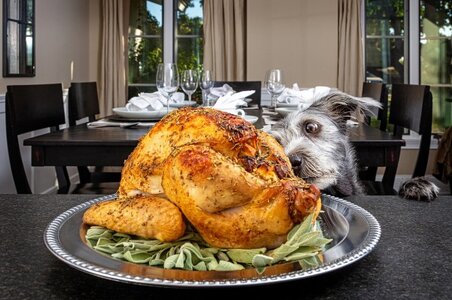dog and turkey.jpg