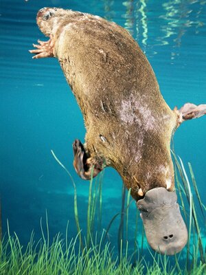 platypus-diving_3x4.jpg