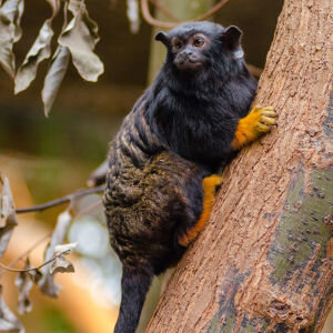 Red-handed-tamarin.jpg