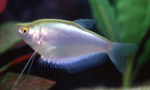 Moonlight-Gourami.jpg