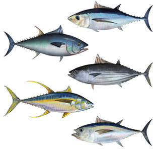 Tuna_assortment.png