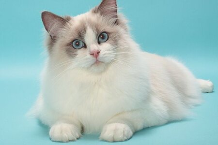 Ragdoll-cat-on-blue-backdrop-.jpg.optimal.jpg