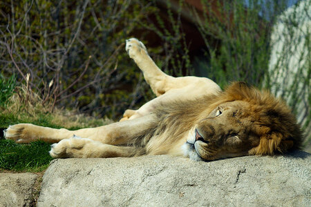 relaxing-lion-fedil.jpg