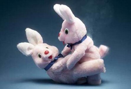 rabbit-sex.jpg