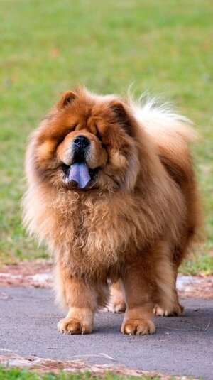 temperament--personality_chow-chow.jpg