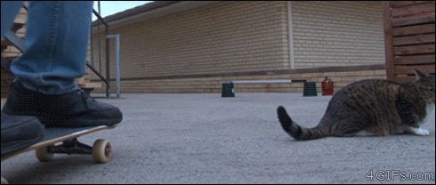 SkaterCat.gif