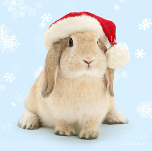bunny-christmas-everyone-warren-photographic.jpg